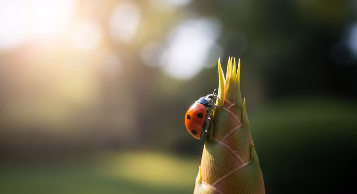 A ladybug climbing to the top of a plant stem, evoking the Japanese name 'tentoumushi' or 'heavenly path insect'.